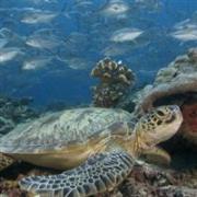 sea turtle tour